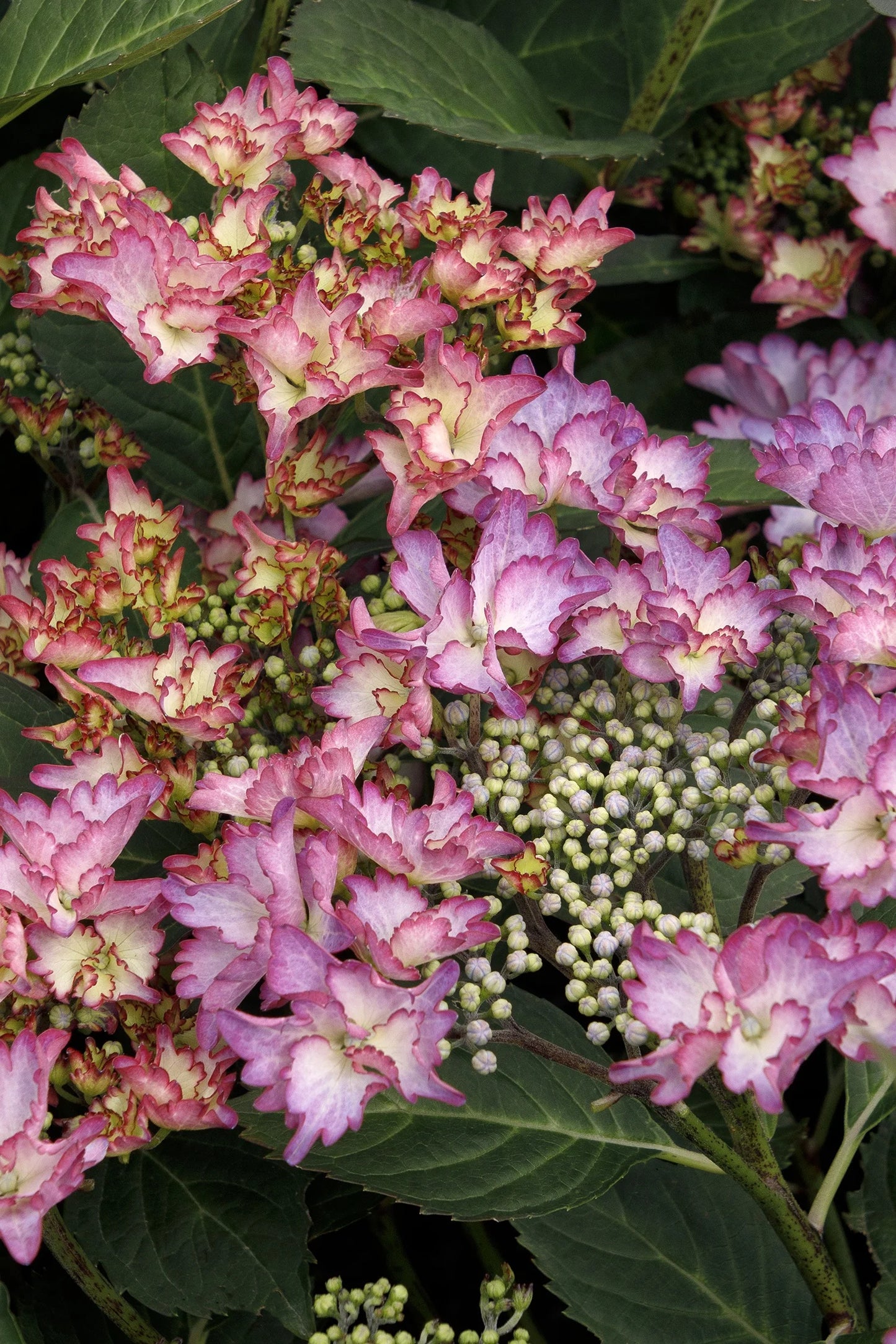 #5 Hydrangea macrophylla ‘Crystal Cove’ Hydrangea