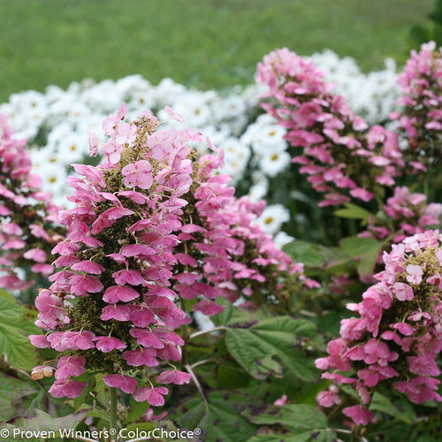 #5 Hydrangea quercifolia ‘Gatsby Pink’ Oakleaf Hydrangea