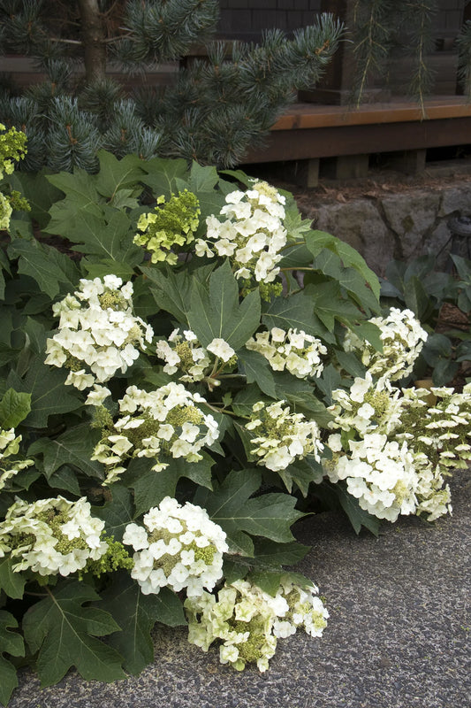 #5 Hydrangea quercifolia ‘Munchkin’ White Oakleaf Hydrangea